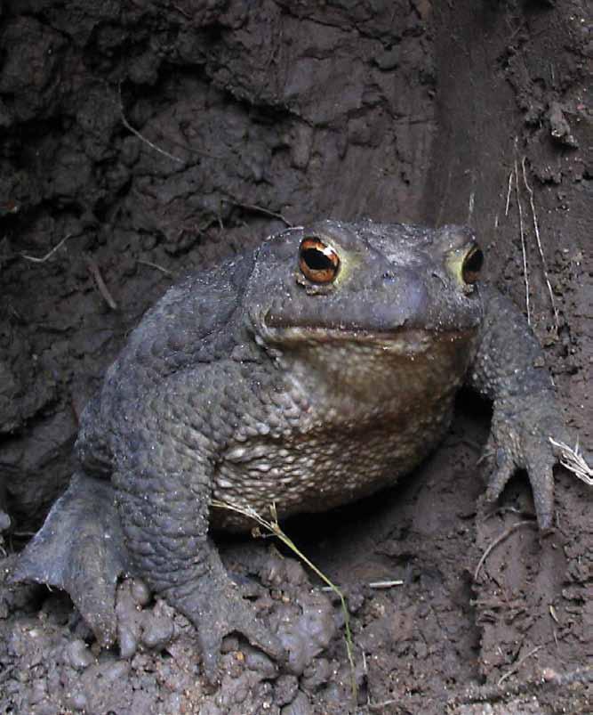 This toad may be preparing to hibernate for