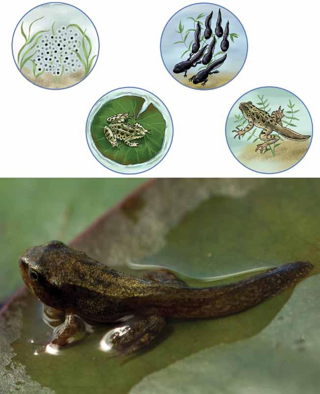 Bottom: A young amphibian leaving the pond for land.