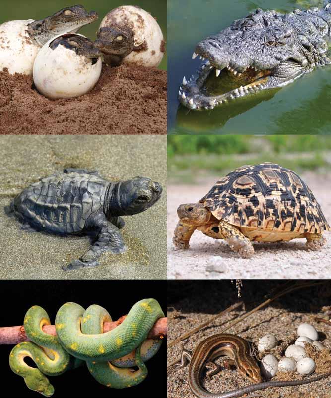 Crocodiles, turtles, snakes, and lizards are