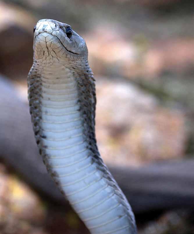 A poisonous black mamba snake