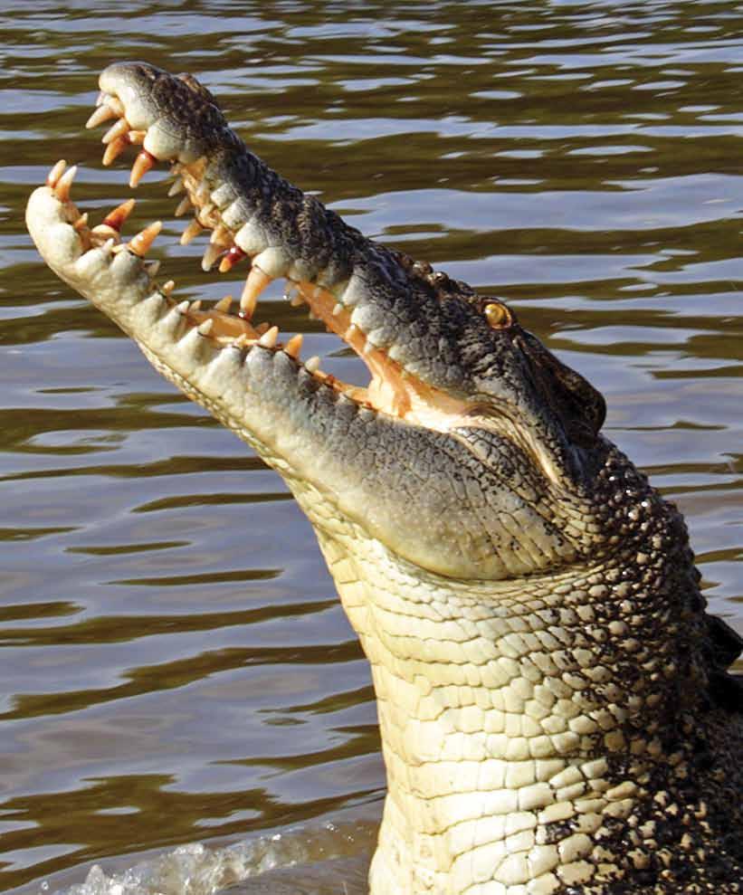 Crocodiles have powerful jaws and a mean