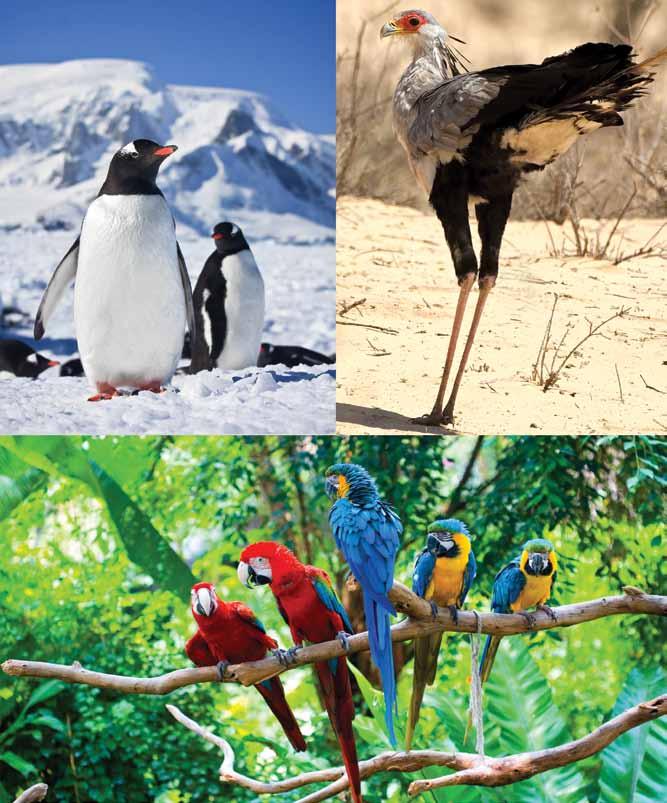 Different kinds of birds live in many