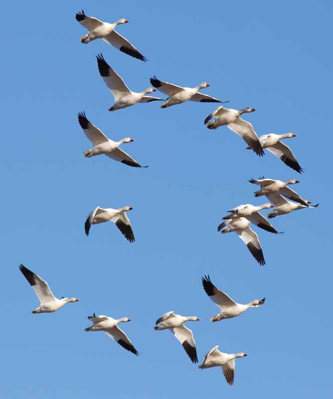 A flock of migrating birds