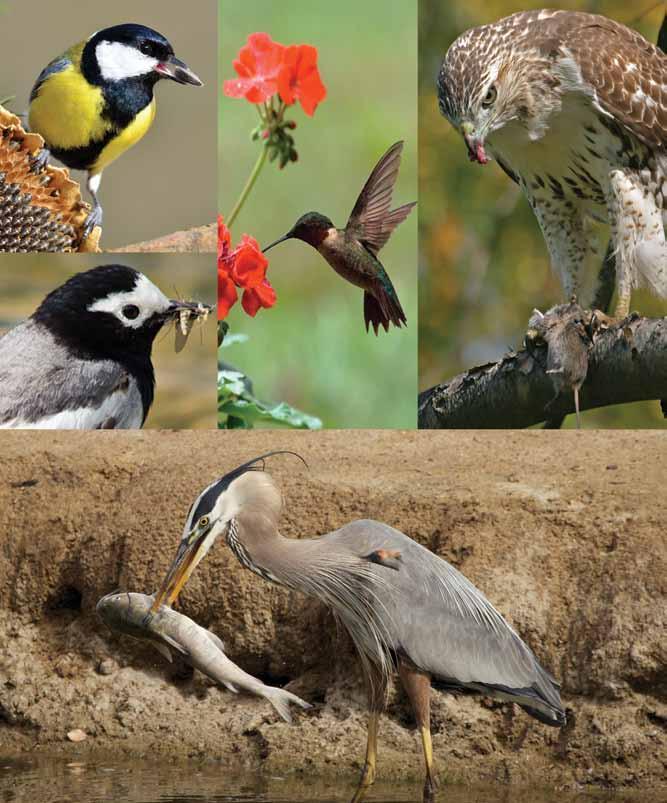 Different kinds of birds eat different types