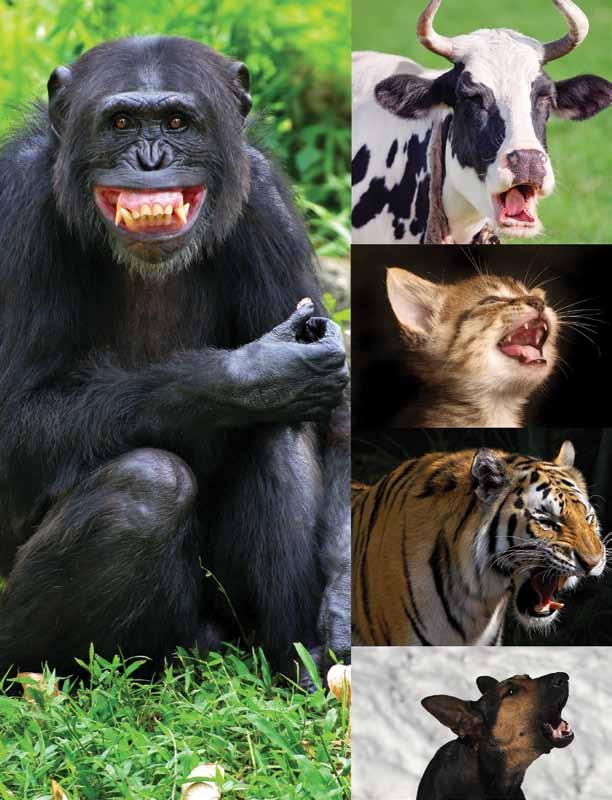 Mammals communicate in different