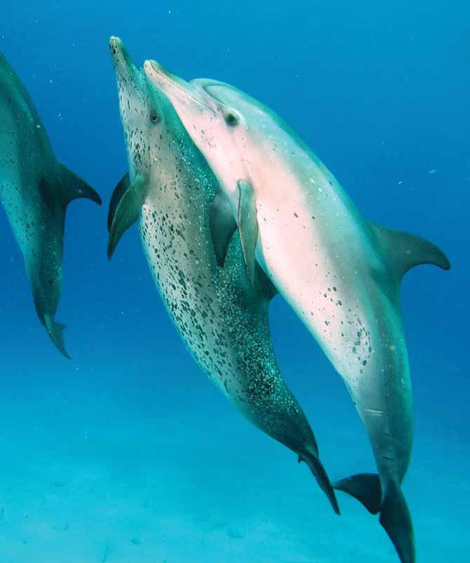You might think dolphins would be classified as fish, but they