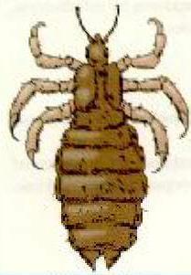 Rickettsia prowazekii: Epidemic Typhus Fever vector: lice (s.