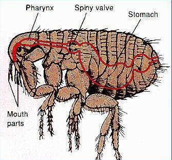 blocked spiny valve in flea