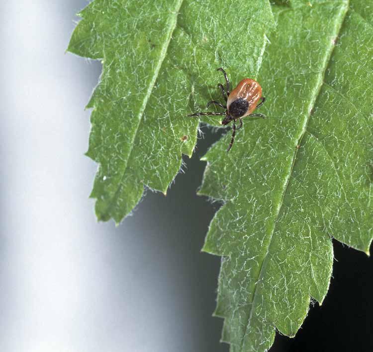 Tick-borne and OIE listed notifiable diseases Worldwide farmers suffer from economic loss and significant mortality rates in livestock due to tick-borne diseases (TBD).