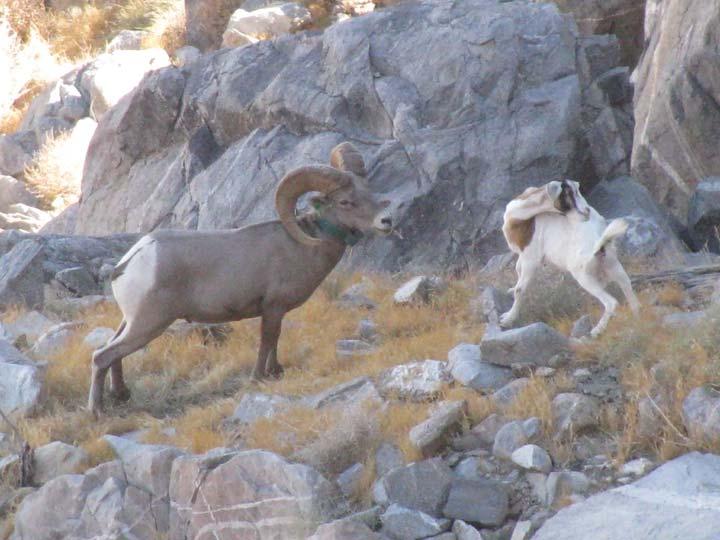 References Jansen, B.D., J.R. Heffelfinger, T. H. Noon, P. R. Krausman, J.C. DeVos, Jr. 2006. Infectious Keratoconjunctivitis in Bighorn Sheep, Silver Bell Mountains, Arizona, USA.