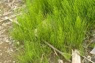 Lycopods (vascular plants) Horsetails (also