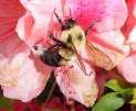 pollination more efficient than wind pollination The