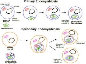 Theory of Endosymbiosis Free-living prokaryotes were engulfed by early eukaryotes and became permanent internal symbionts Theory of endosymbiosis Mitochondria and chloroplasts resemble simple