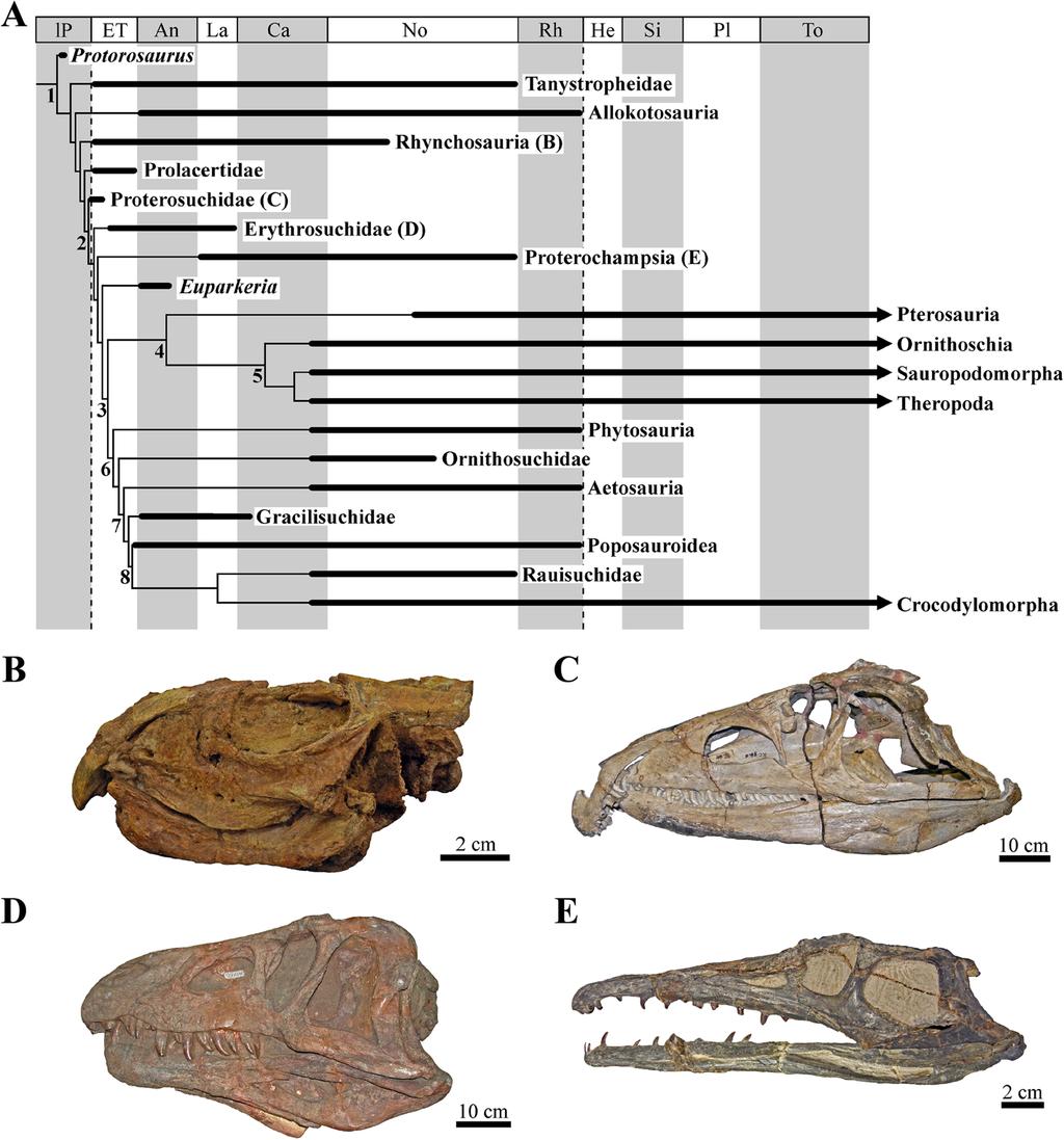 Foth et al. BMC Evolutionary Biology (2016) 16:188 Page 2 of 10 Fig. 1 Archosauromorph relationships and skulls (in lateral view) exemplifying shape diversity.