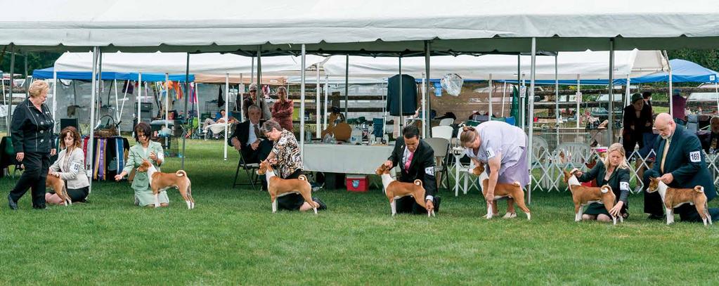 Judging the Basenji George Woodard 5star road trip to Nationals by Doreen Duffin Makuba Basenjis Victoria The Basenji is a very ancient breed which dates back to the days of the Pharaohs.