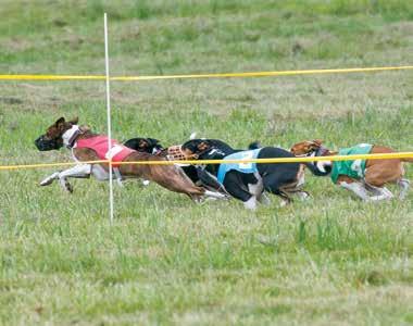 Oval Track Racing is an optional part of the Basenji National specialty, but has enjoyed growing interest: with the excitement of a horse race as the dogs break from boxes and juggle rail position