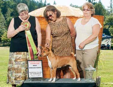 This year s event was hosted by the Willamette Valley Basenji Club, who spared no attention to detail the ring was decorated with African shields featuring the names of imports from the 1987-88 group.