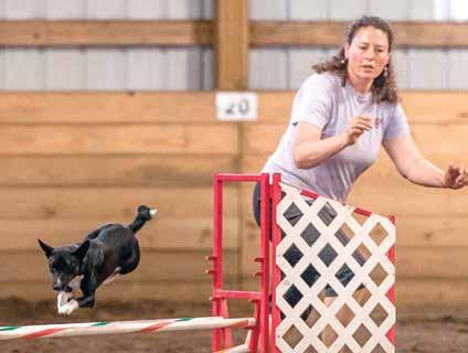 Contender CD, RA, JC, AX, MXJ July 15 Basenji Qualifiers from All-Breed Agility Trial The BCOA National Agility trial was a little different this year we invited all breeds to join us but limited the