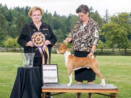 July 17 Conformation, Best of Breed The photo on page 97 suggests the challenge Judge Webb faced in selecting the winners and making her placements.