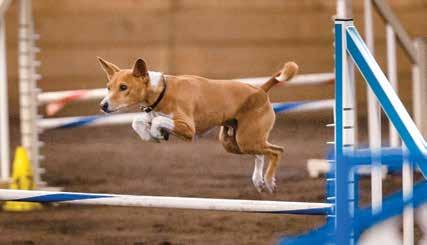 2013 BASENJI STANDINGS 2013 BASENJI STANDINGS AKC Conformation AKC TopDogs sm Using All-Breed Totals Starting January 1 and ending December 31, 2013 For events processed through Saturday, July 13,