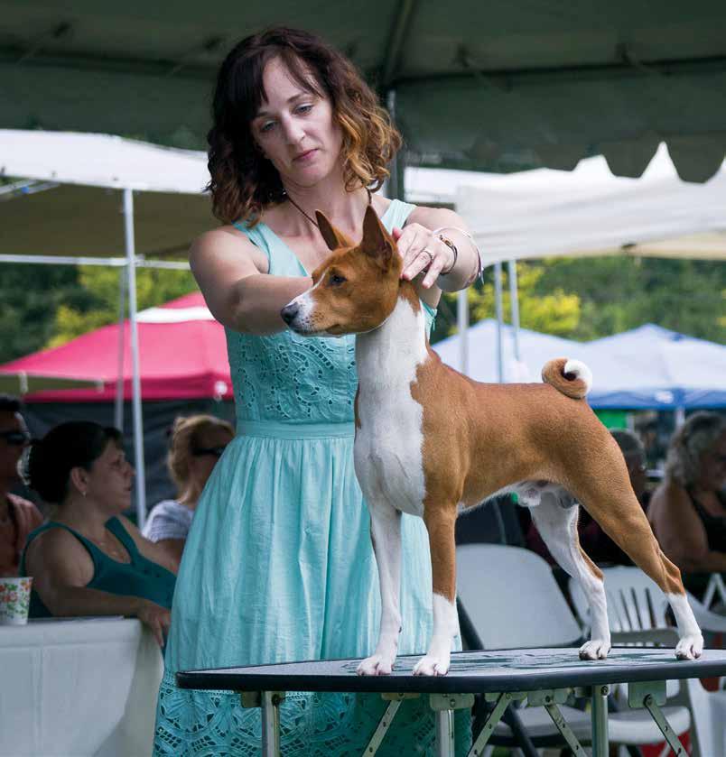 Janet Ketz, Secretary 34025 West River Road Wilmington, IL 60481 Eddie BISS BIF GCh DC Atarasi s d Lucks Edition, SC, FCh Eddie wins Select Dog at the 2013 Basenji Club of America National Specialty
