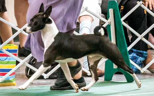 Meet all of Smoky s titled kids Am Can & UKC CH Timar's On The Dark Side Am GCH Akuaba N Eldorado Speed of Light Group Winner and 2012 National Specialty Select Bitch Our recent National Specialty