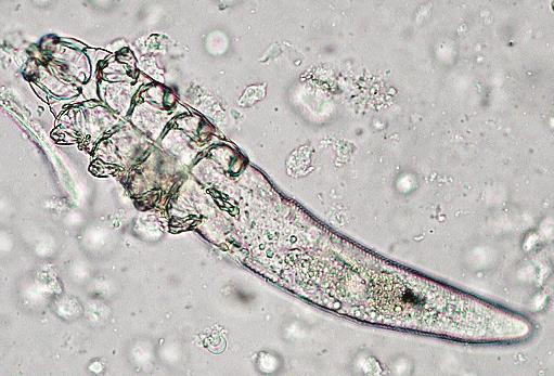 3 Modular Guide Series 3.5a: Demodicosis Demodex mites of dogs (Demodex canis, D. injai, D. cornei) and cats (D. cati, D. gatoi, D. felis) are host specific.