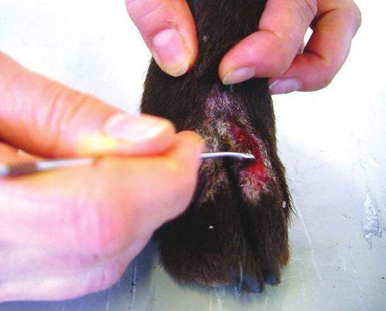 gatoi a superficial skin scraping from a large area should be collected. Treatment Dogs.