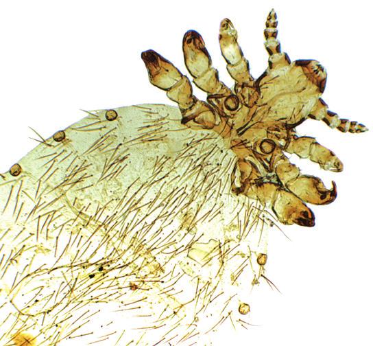 larvae undergo several moults adult lice spend entire life on host or transfer by direct host-to-host contact Life cycle Sucking lice have piercing mouthparts and feed on blood, while chewing lice