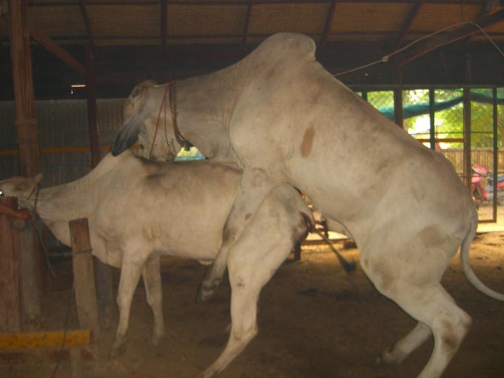 Better reproduction In cattle, deficiency in vitamin A is common and it results in delayed puberty, birth of weak calves, retained placenta.