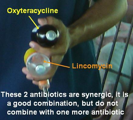 Combination of antibiotics Never combine more than 2 antibiotics because effect of