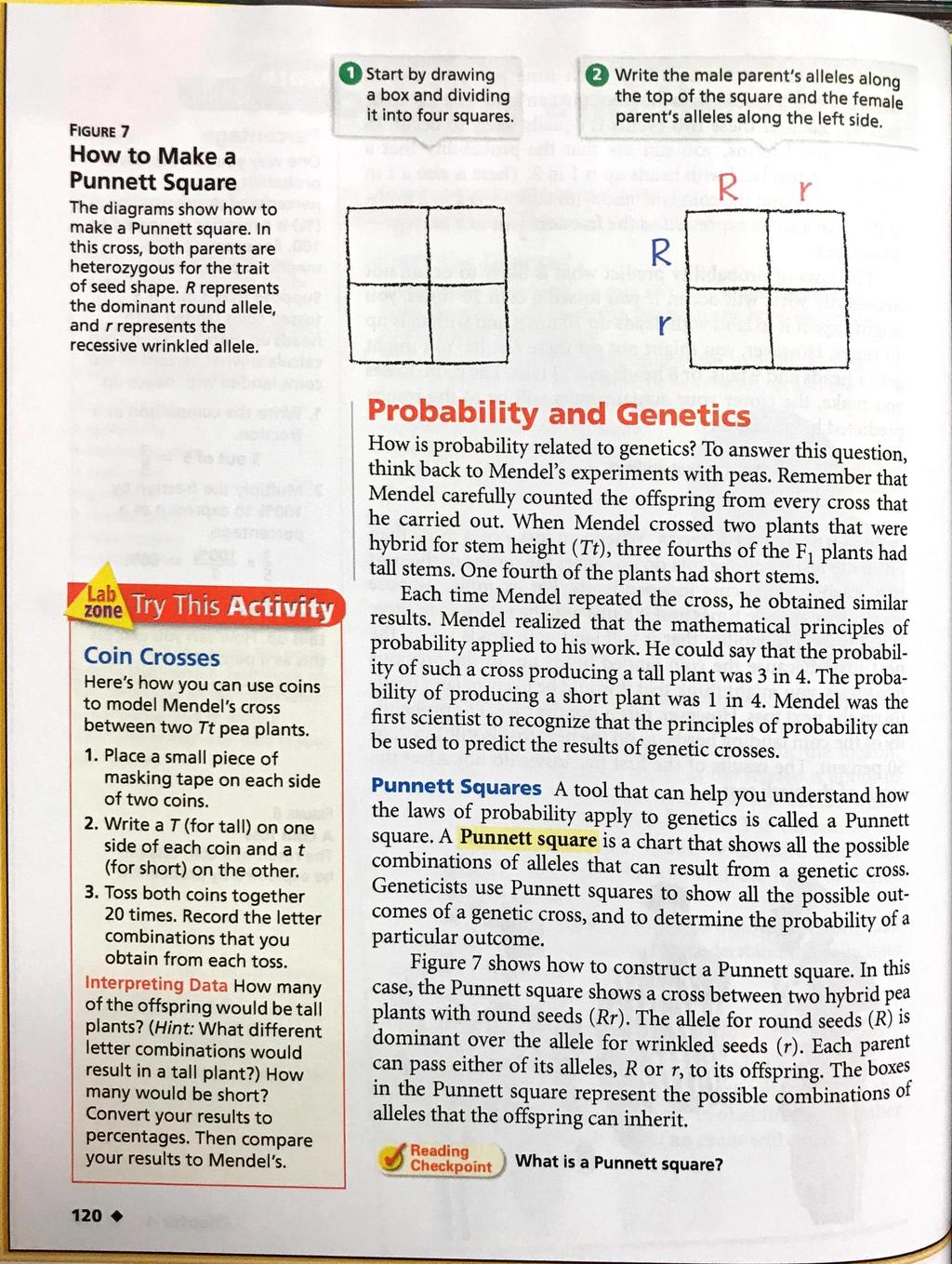 FIGURE 7 How to Make a Punnett Square The diagrams show how to make a Punnett square. In this cross, both parents are heterozygous for the trait of seed shape.