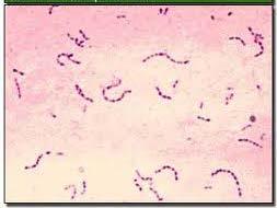 Common bacteria in healthcare Gram positive Most are cocci, round bacteria