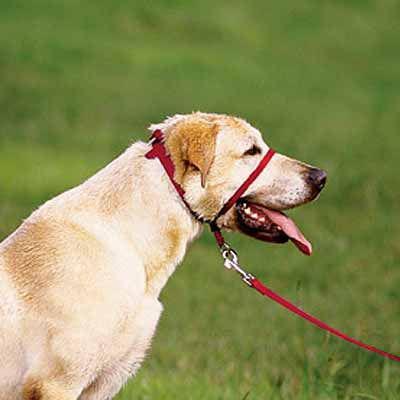 b. The dog should VOLUNTEER to put their nose through the nose loop- do NOT push it on to the dog; this can cause a dog to avoid the