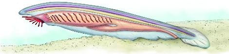 Many other groups of animals arthropods and segmented worms, for example have nerve cords, but their nerve cords do not run down their backs.