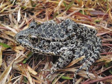 The Tortoise Burrow Page 8 FEATURE ARTICLE Dusky Gopher Frogs Colonize A New Breeding Site by John Tupy, Western Carolina University Dusky (Mississippi) gopher frogs (Rana sevosa) (Figure 1) are