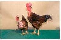 Body weight at 20 weeks (g) 920 Age at sexual maturity (days) 180 Annual egg production (number) 105 Egg weight at 40 week (g) 49 Fertility (%) 55 Hatchability FES (%) 52 HITCARI (Naked Neck Cross)