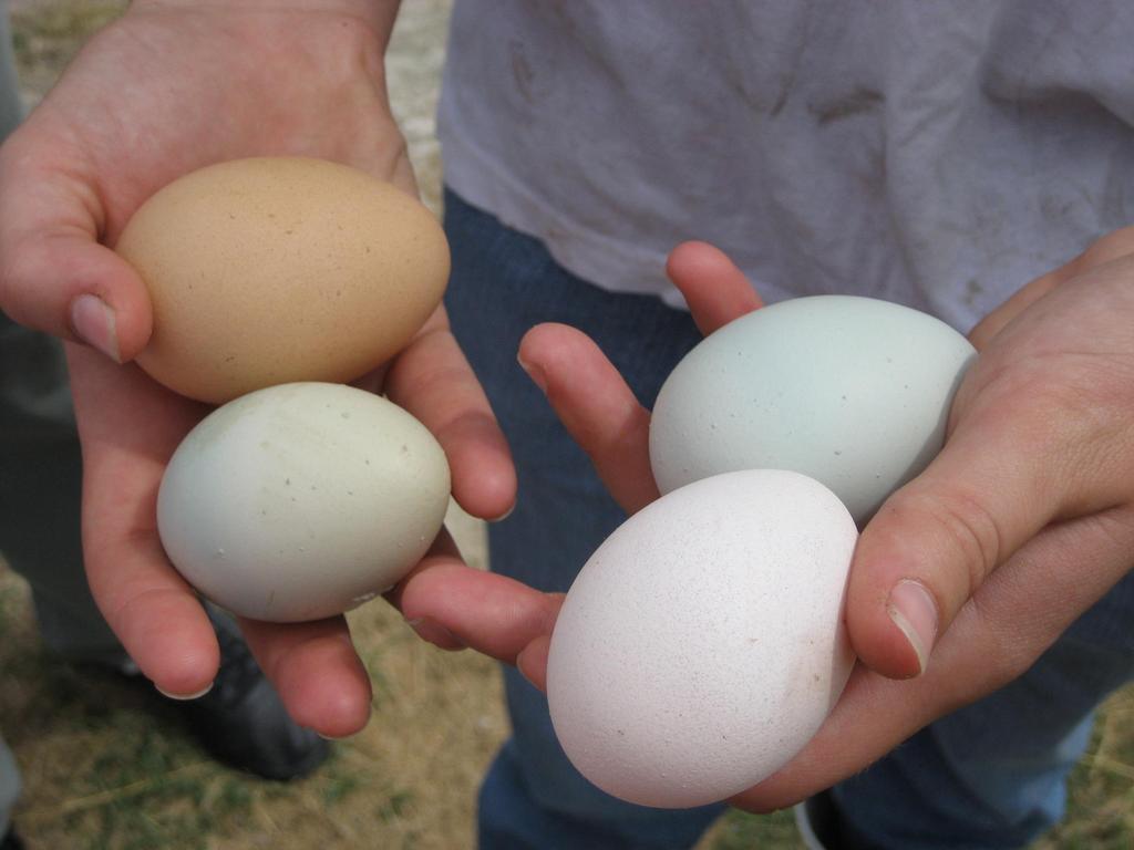Selecting a breed based on egg color SELECTING A BREED BY EGG COLOR White Eggs Leghorns Buttercup Ancona Andalusian Hamburgs