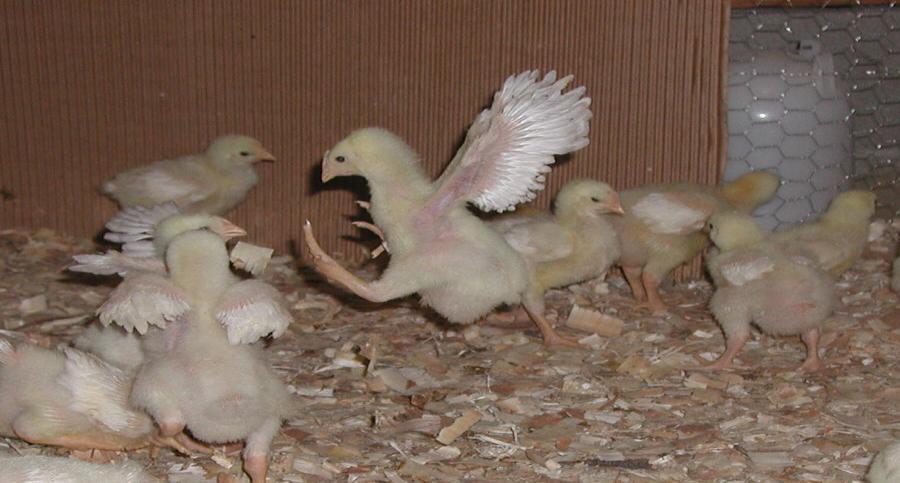THE BASICS: DEVELOPMENT Why Is Proper Brooder Management So Critical?