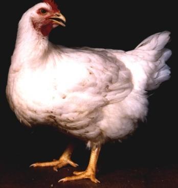 A broiler is a chicken is 6 to 7