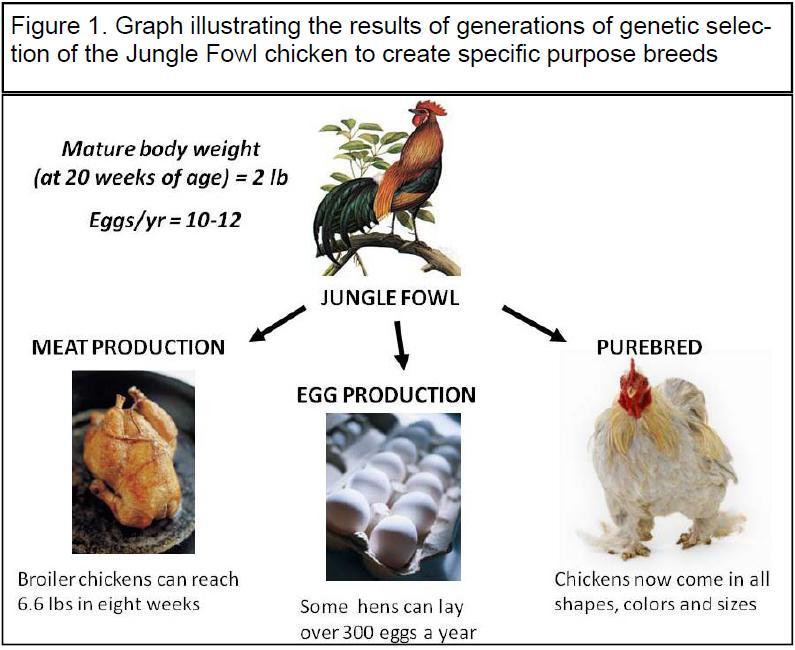 THE BASICS: BREEDS How Did Chickens Originate?