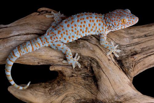 Tokay gecko I can have a thick coat in winter to keep me warm and a thin coat in the summer to help me to stay cool.