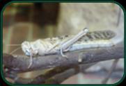 Cold Blooded Corner Mini-trail answers Desert locust: My lightweight body and wings help me migrate great distances.