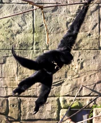 SIAMANG GIBBON In which type of habitat can it be found?