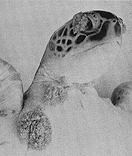 org/ Sea Turtles Re-entered the sea about 150 MYA Have a very long generation time and life span (in