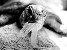 Sea Turtle diet Depends on the species.