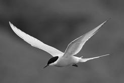 Long migrations Seabirds undertake some of the longest migrations of any animal: the arctic tern migrates 10,000 miles from the Arctic to the