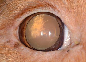 posterior chamber, and intraocular structures (lens, iris, pupil, retina). The value to Westie owners in seeking regular evaluations of their dogs should be evident.