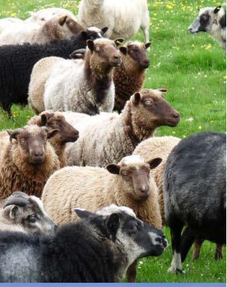 assessment Group assessment for sheep