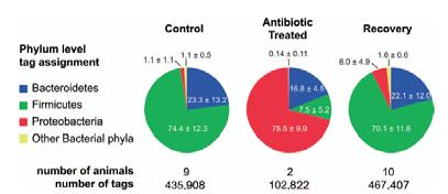 Bacteria we aim at 9 10 AMP/MTZ antimicrobial stewardship: good microbial husbandry major types of bacteria Good bugs (?